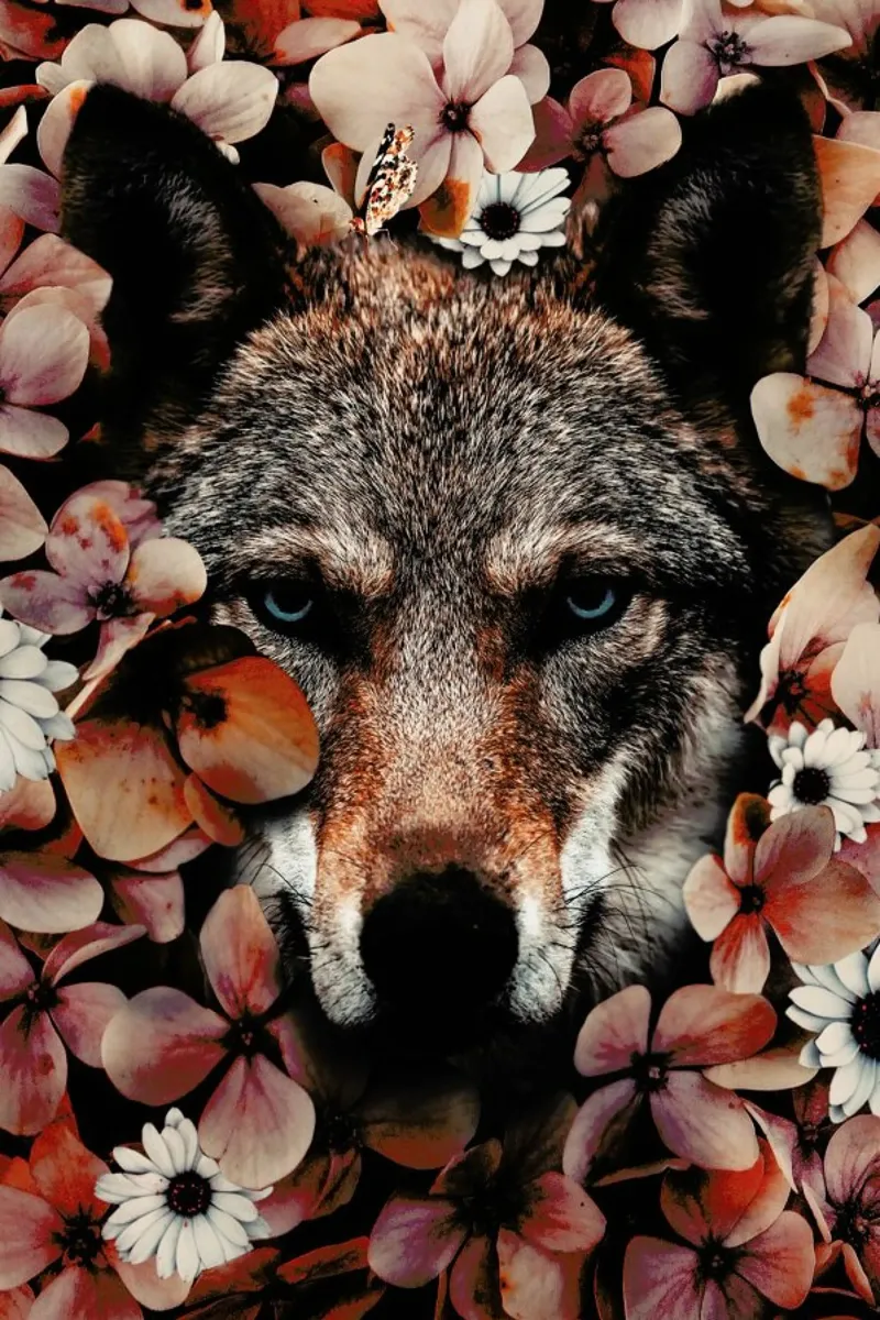 Wolf poster met kunststof frame van Wouter Rikken