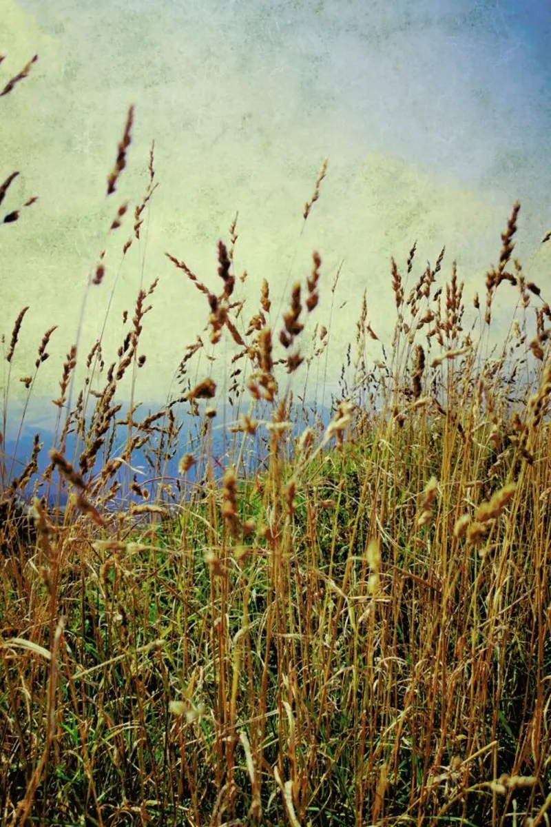 Mountain Grass pellicola backlit da Angelo Cerantola