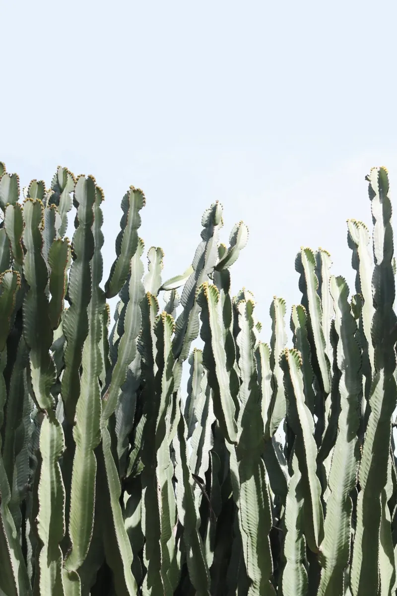 Euphorbia alluminio dibond da George Griefy