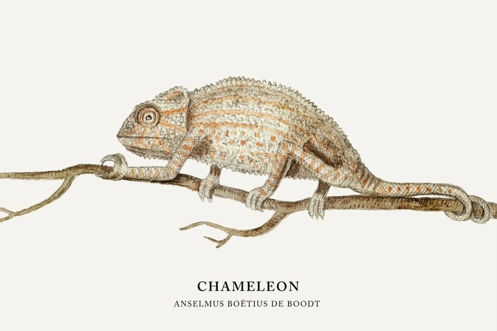 Anselmus Boëtius de Boodt - Chameleon poster con telaio in legno da Vintage by JUNIQE