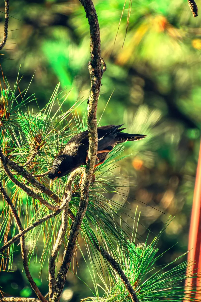 forest greenery bird hahnemühle by animal story home