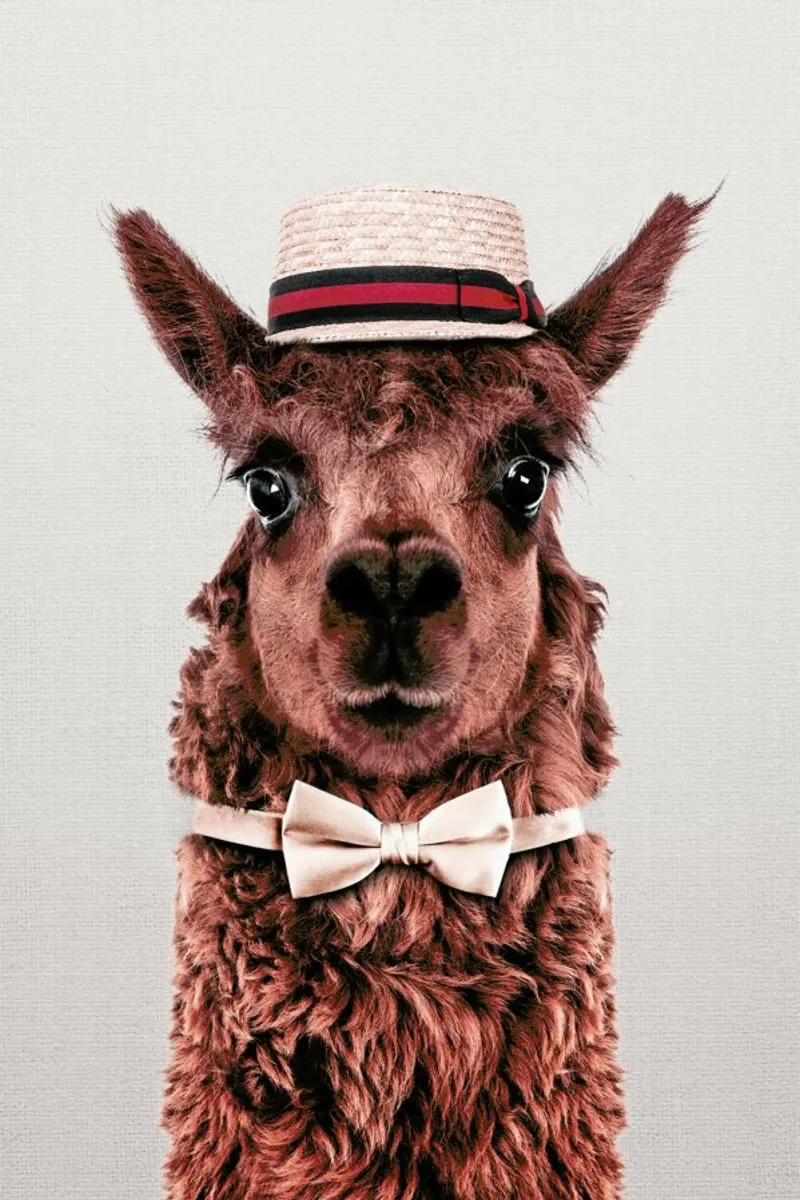Alpaca pellicola backlit da Wouter Rikken