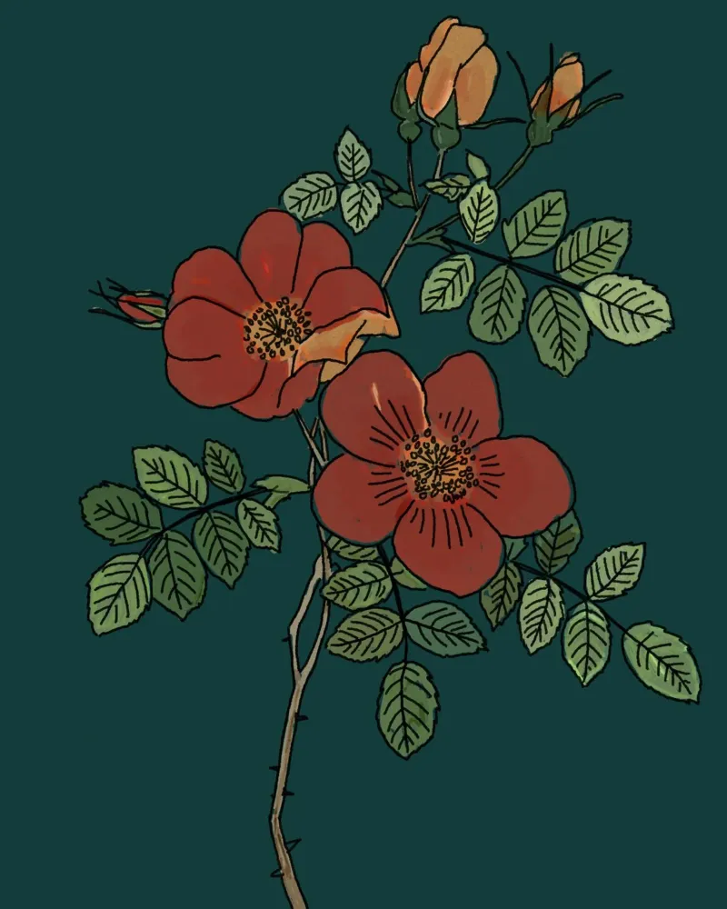 fiore petali rossi poster con telaio in plastica da pastel color shape