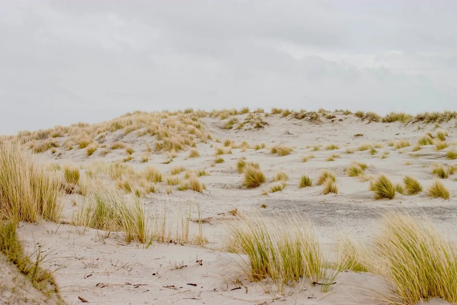 zona azotada por el viento poster de life of sands