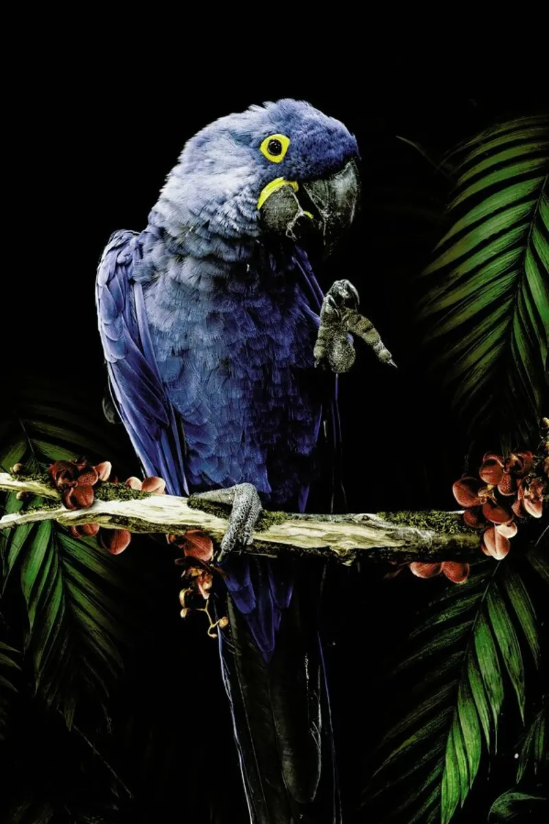 Macaw hahnemühle by Wouter Rikken