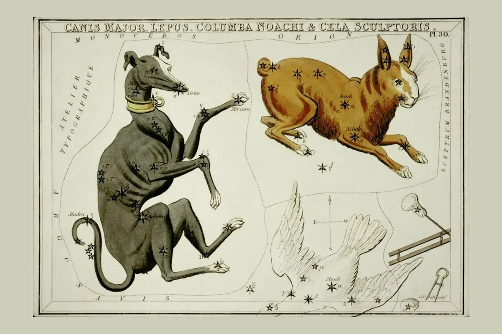Canis Major pellicola backlit da Vintage by JUNIQE