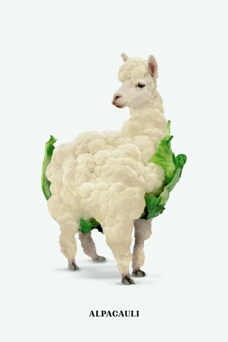 Alpacauli tela con Cornice a cassetta da Jonas Loose