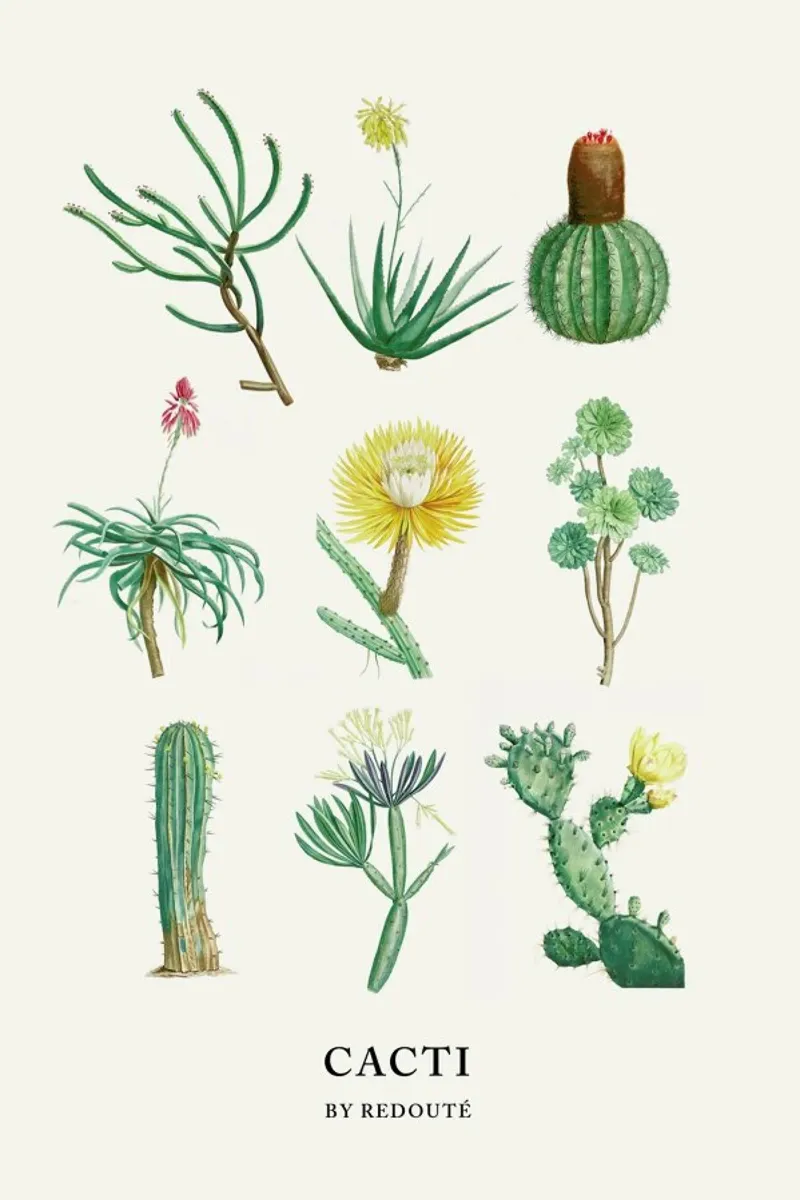 Cacti by Redouté pellicola backlit da Flora & Fauna
