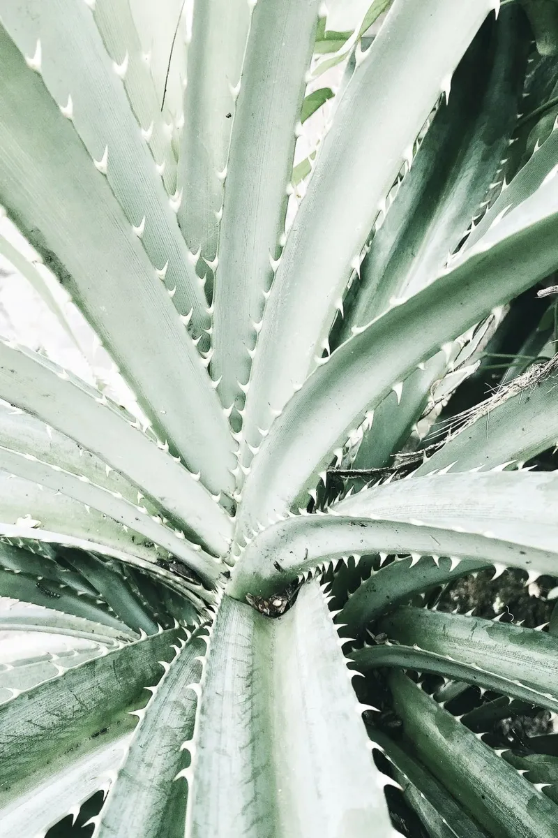Nature douce poster de PhotoVibe Decor