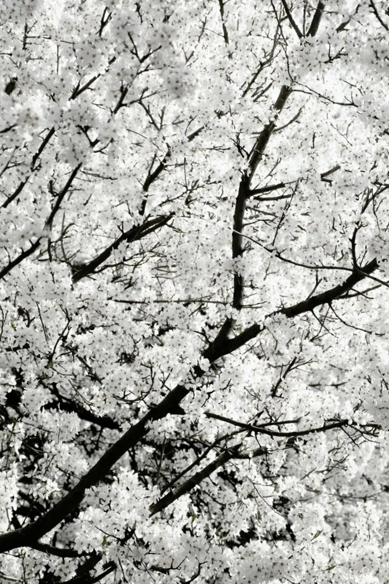 White Cherry Flower Clouds pellicola backlit da Studio Nahili