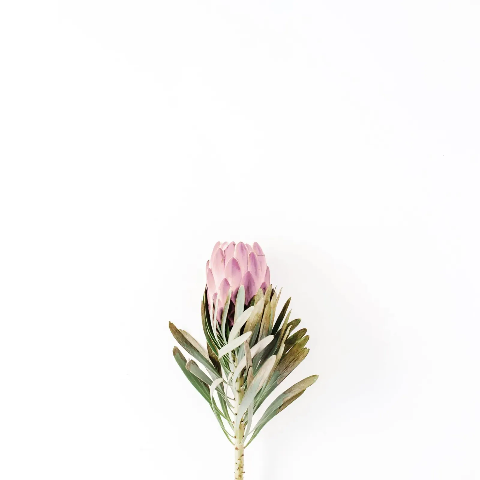 Blush poster con telaio in alluminio da PhotoVibe Decor