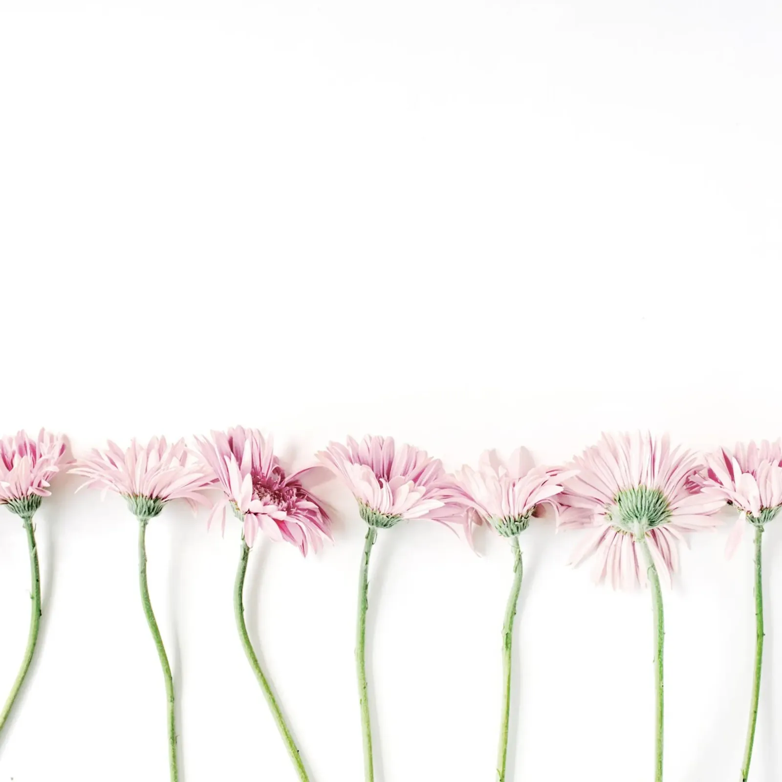 Blush pellicola backlit da PhotoVibe Decor