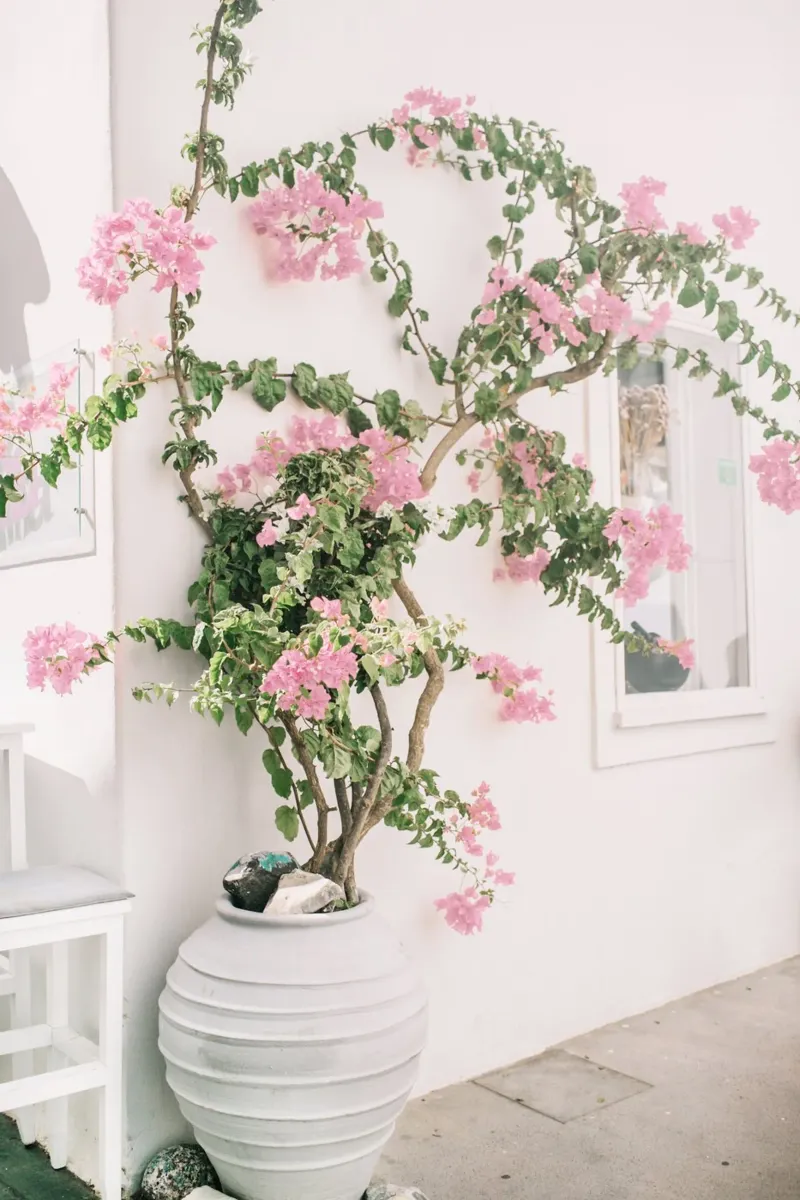 Blush plexiglass da PhotoVibe Decor