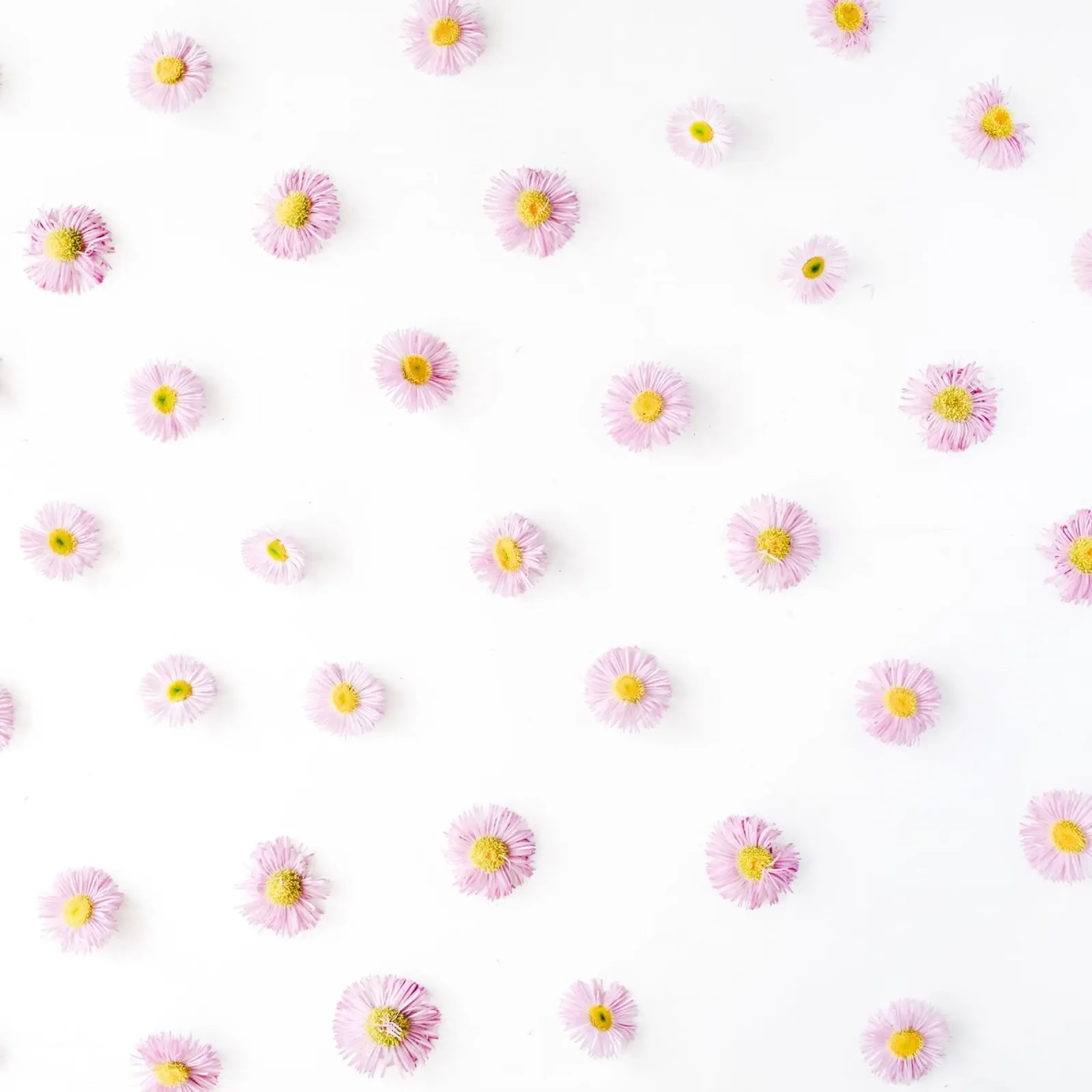 Blush pellicola backlit da PhotoVibe Decor