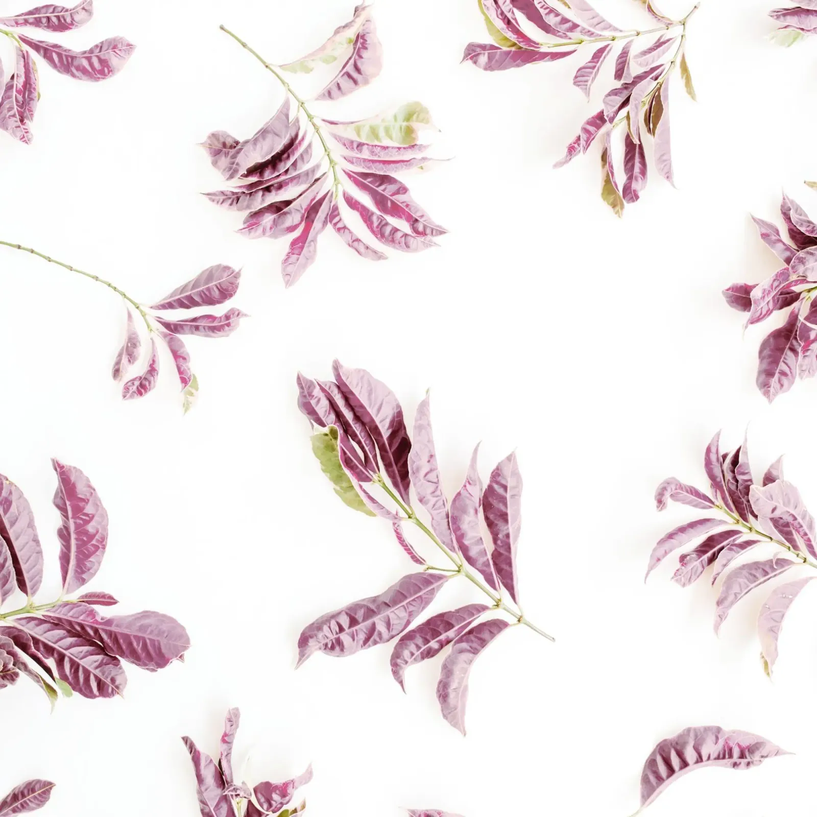 Blush carta hahnemühle da PhotoVibe Decor