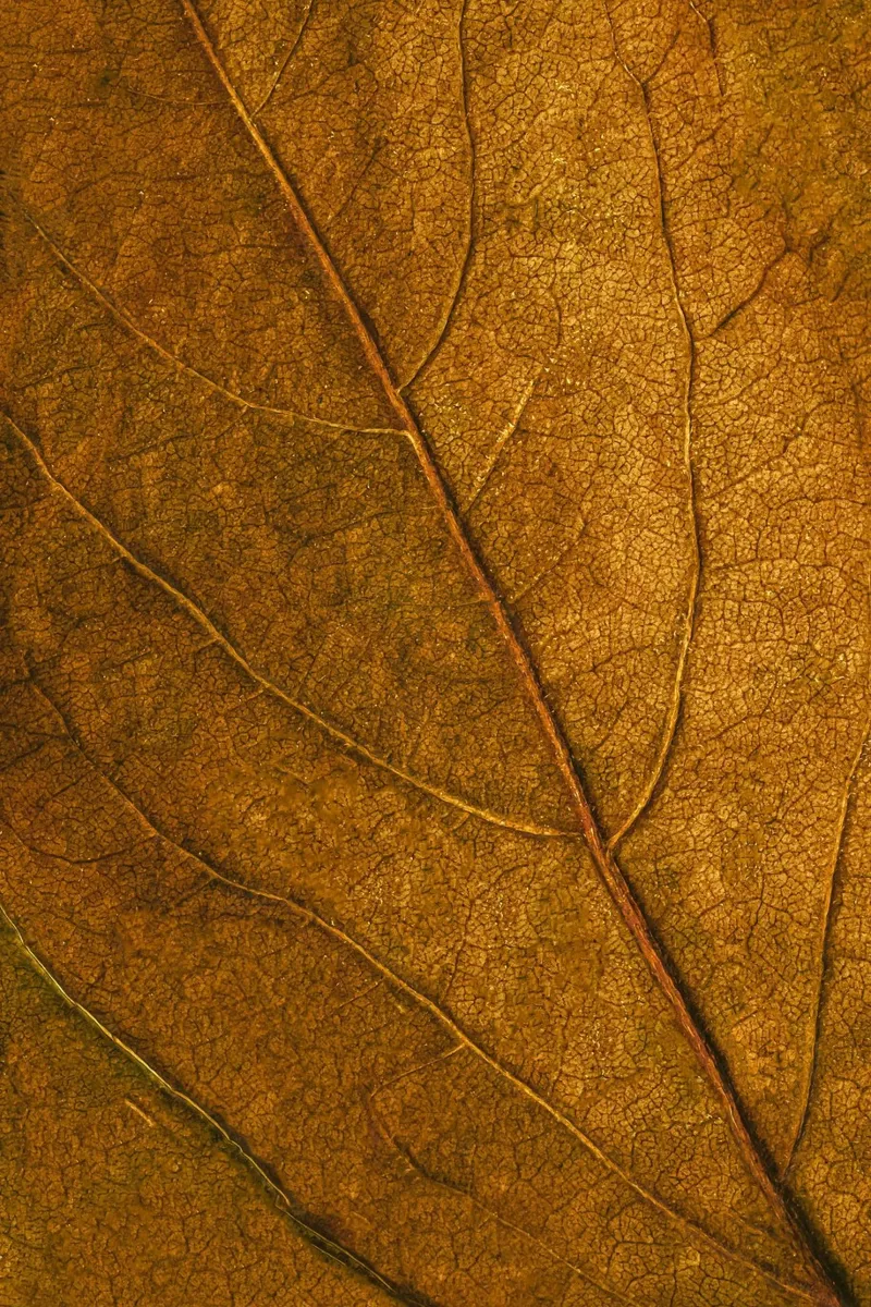 texture delle foglie pellicola backlit da Earthly Visions