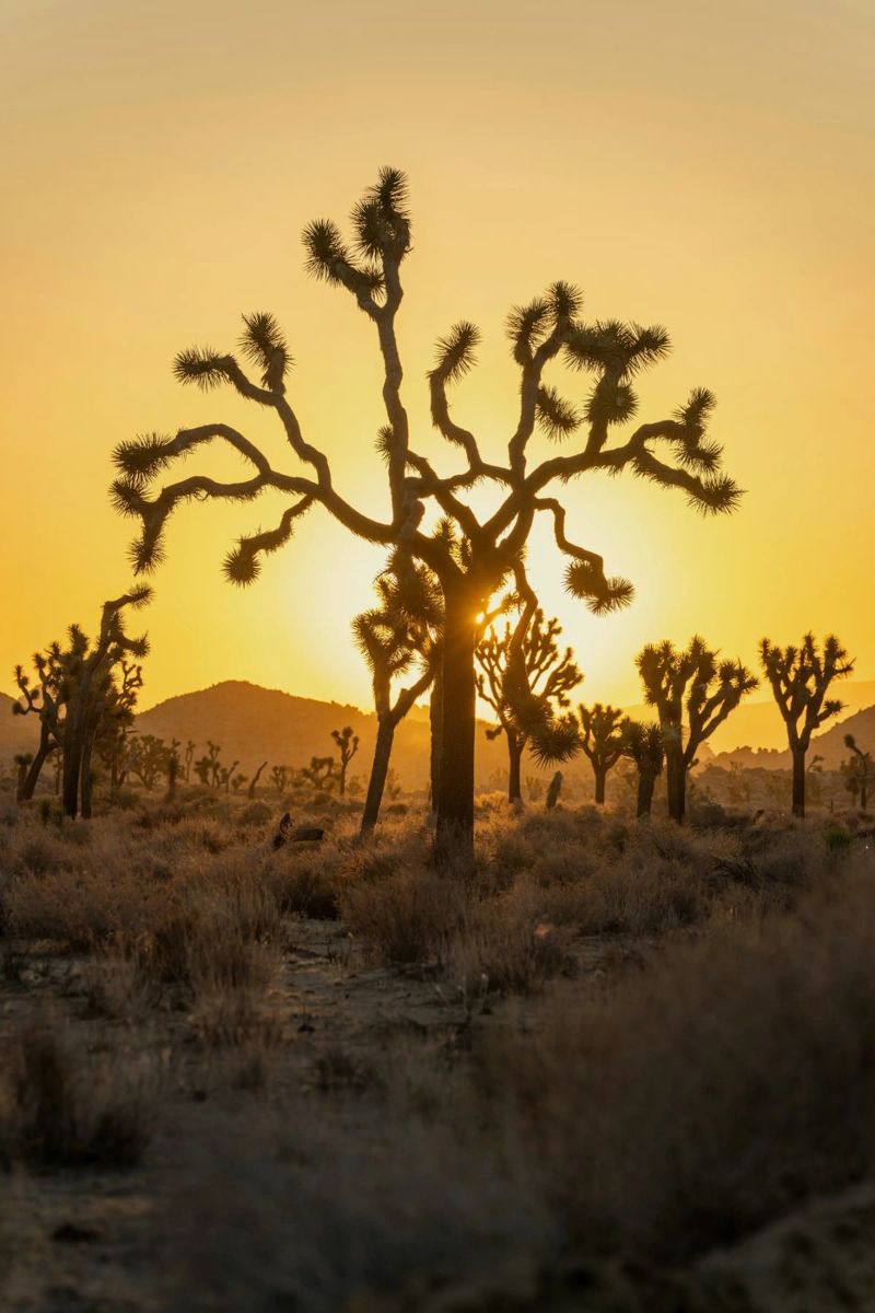 deserto di joshua tree pellicola backlit da Earthly Visions