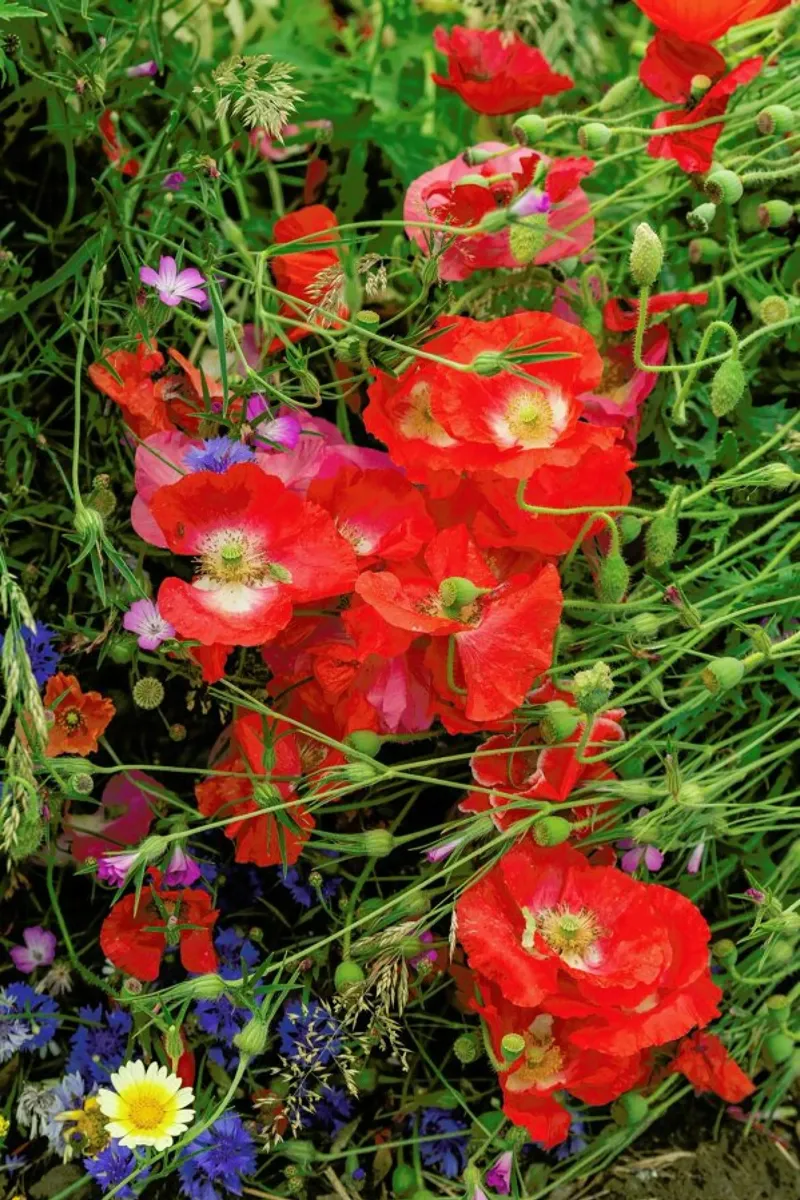 Wild Poppy Bouquet Red poster con telaio in legno da Curious Collections by Marielle Leenders