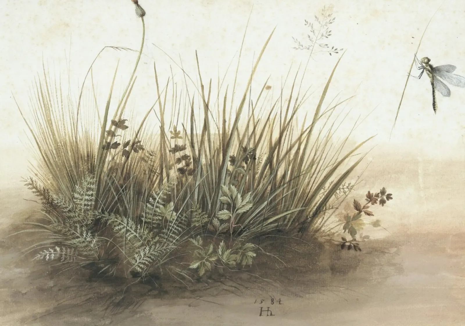 Libellula e erbe: Studio naturalistico, arte botanica d'epoca pellicola backlit da ClubArt