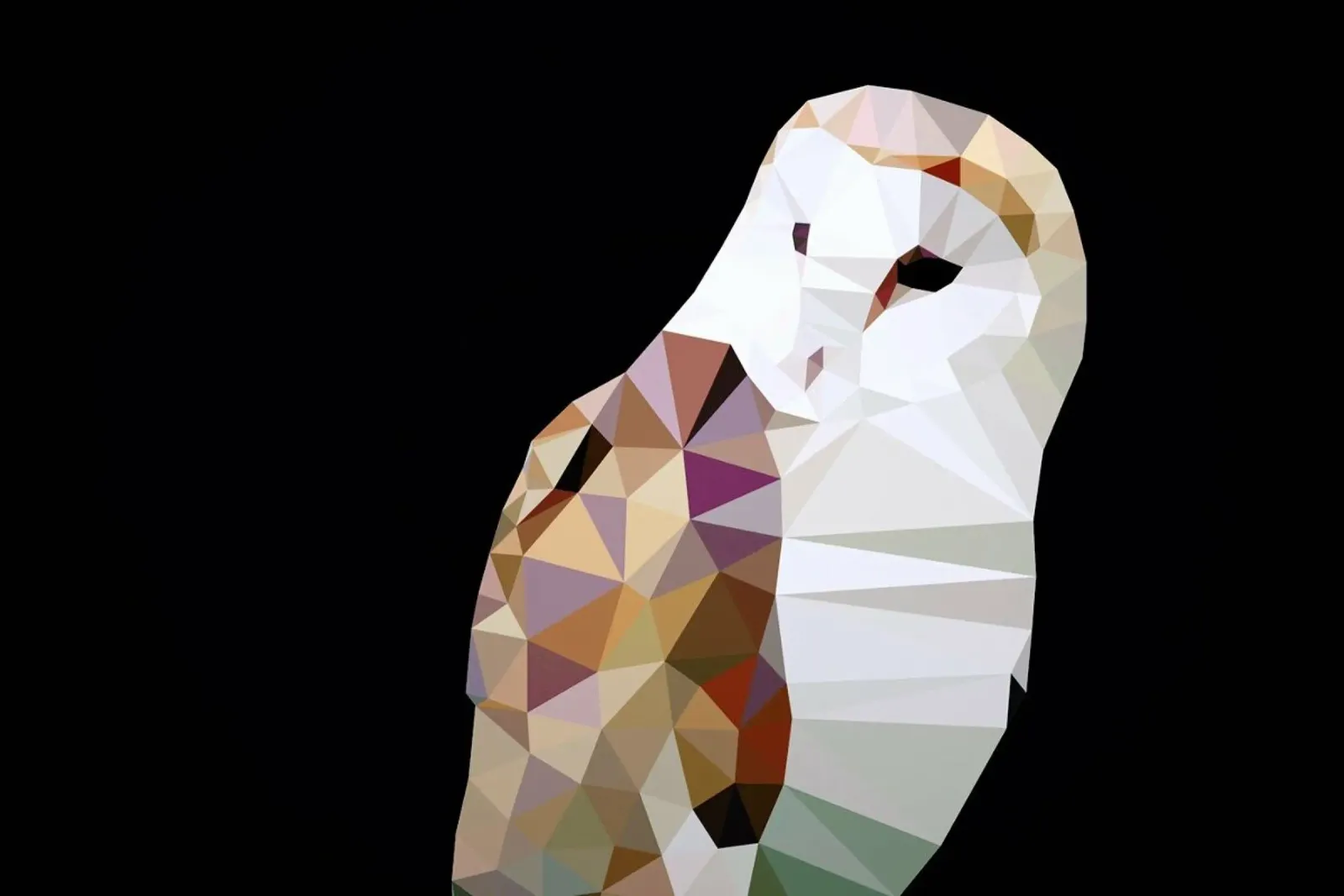 Tyto alba hahnemühle by Matěj Kašpar Jirásek