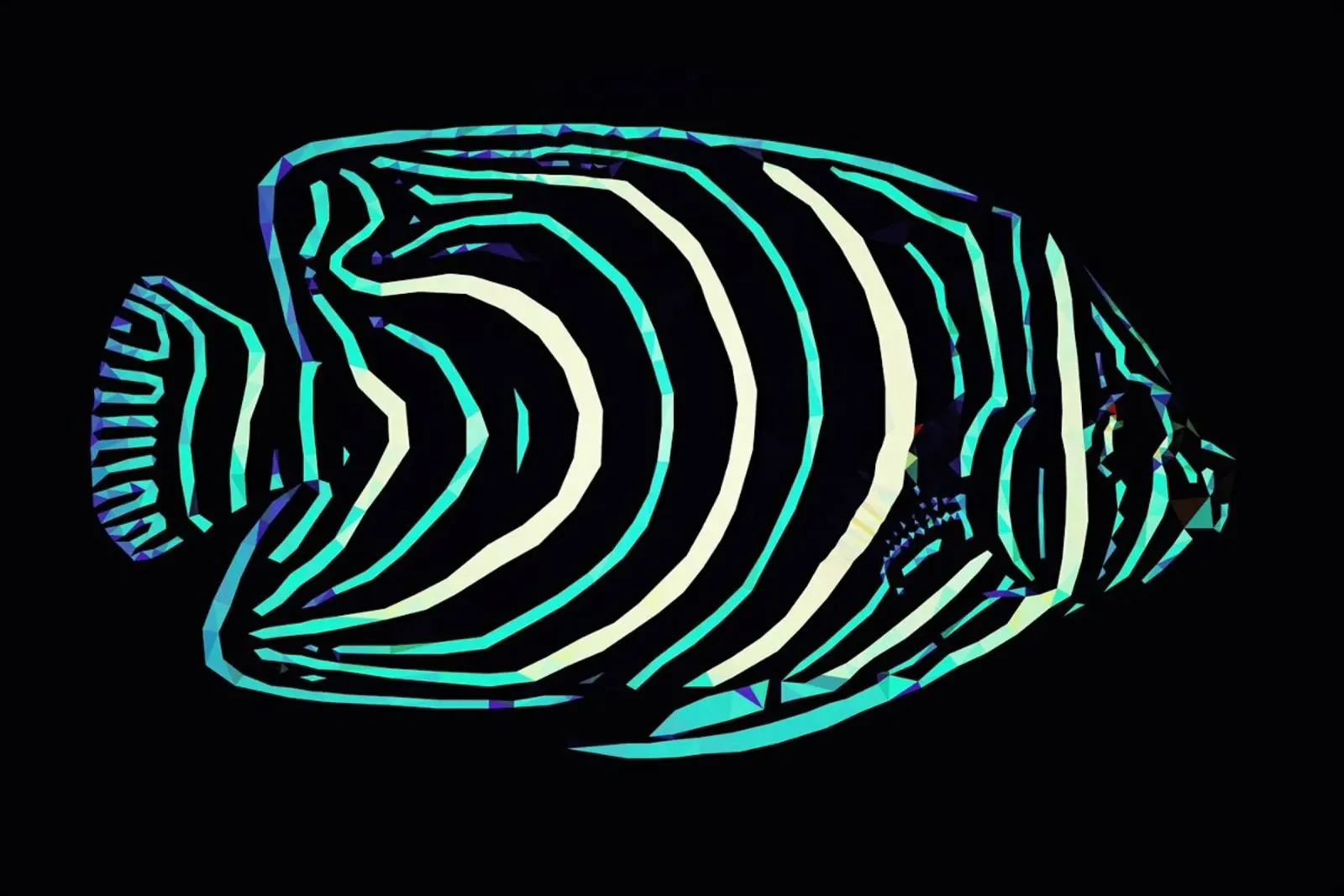 Pomacanthus semicirculatus poster da Matěj Kašpar Jirásek