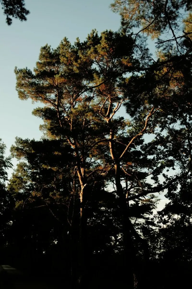 Trees And Warm Light pellicola backlit da Sebastian Hilgetag