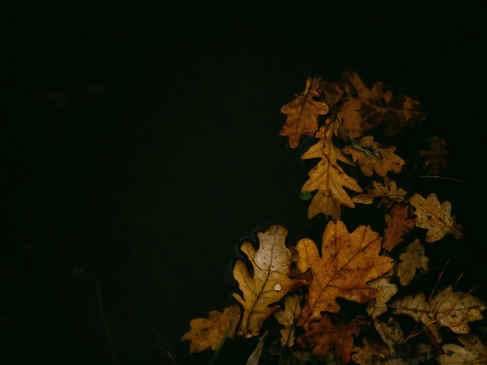 foglie d'autunno foglie di quercia pellicola backlit da Earthly Visions