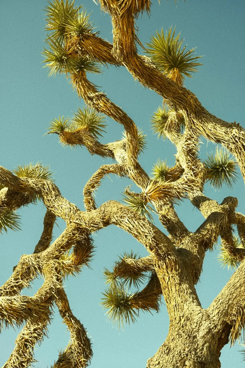 deserto di alberi pannello forex da Earthly Visions