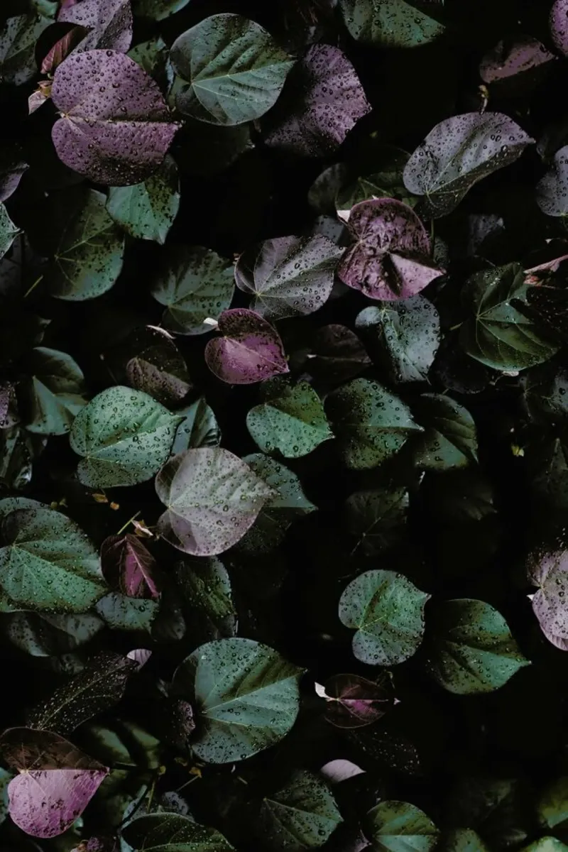 Winter Leaves I hahnemühle by Tal Paz-Fridman