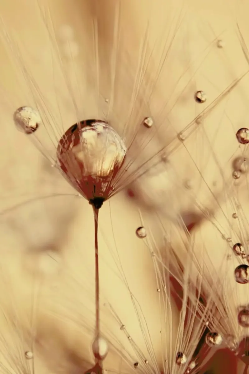 a touch of gold pellicola backlit da Ingrid Beddoes