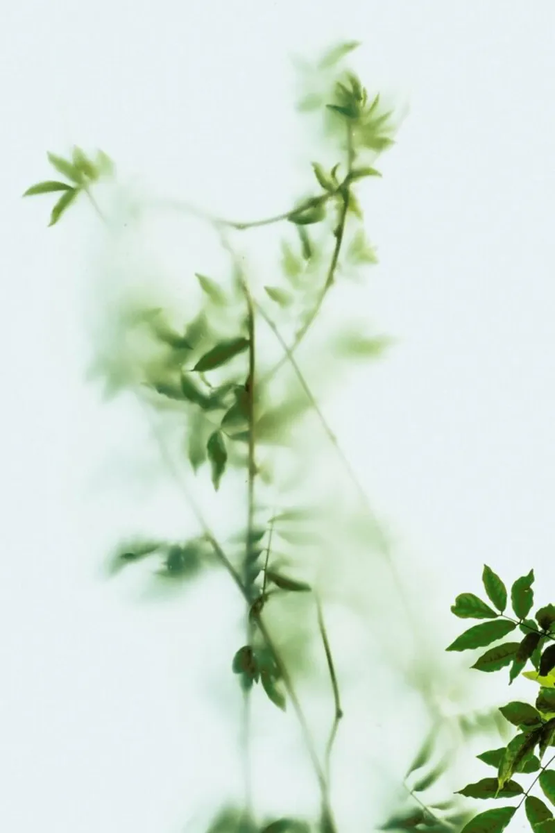 Green Frosted Glass And Leaves pellicola backlit da Sebastian Hilgetag