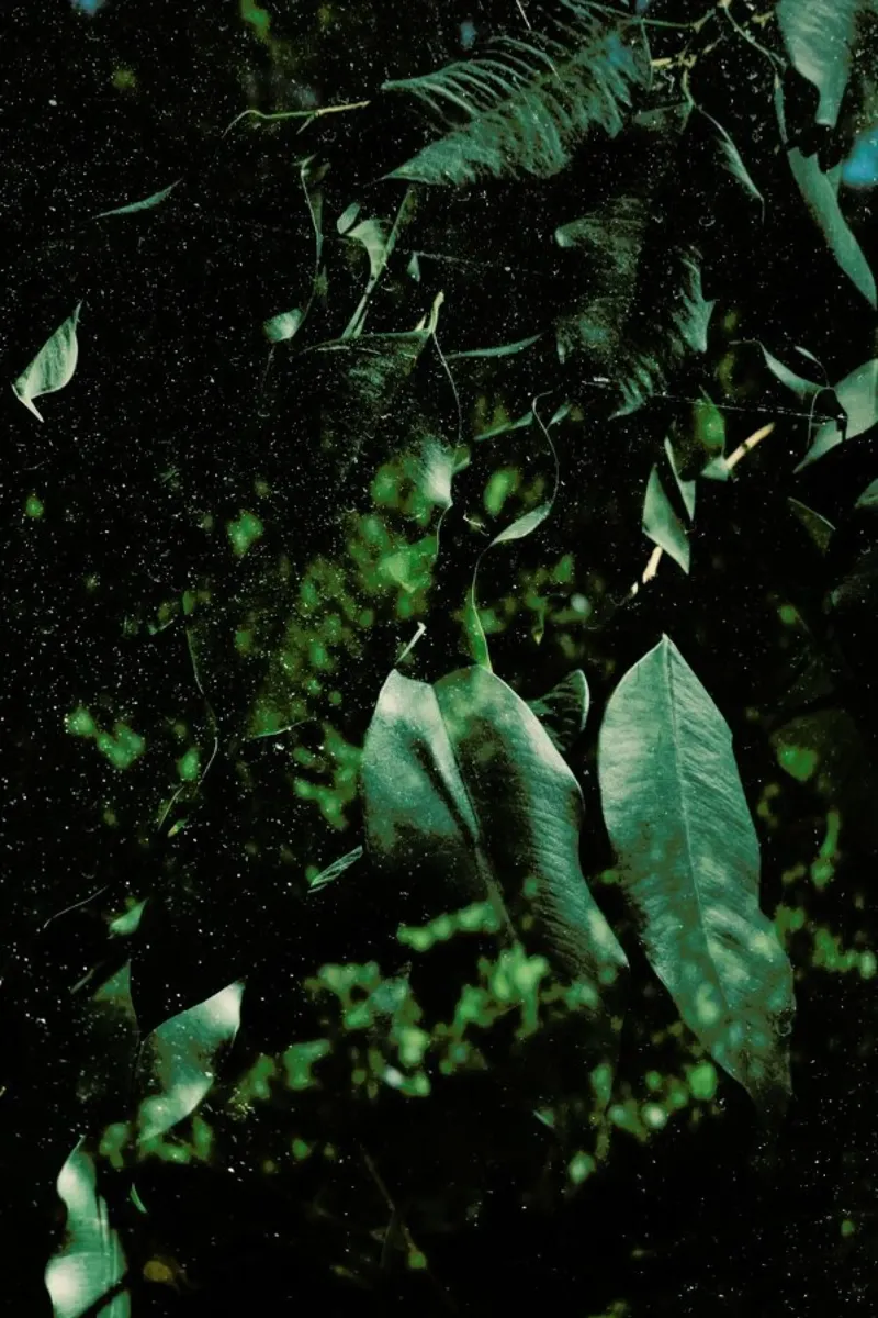 Abstract Greens In The Sun pellicola backlit da Sebastian Hilgetag