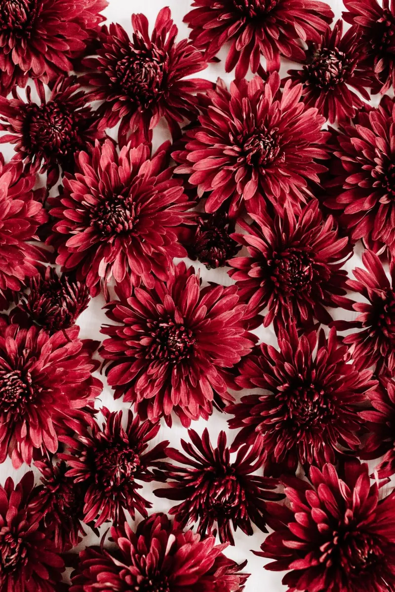Scarlatto pellicola backlit da PhotoVibe Decor
