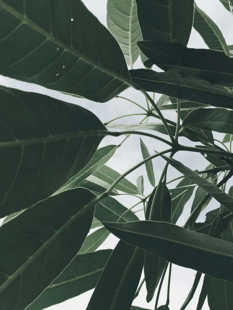 Frond hahnemühle by PhotoVibe Decor