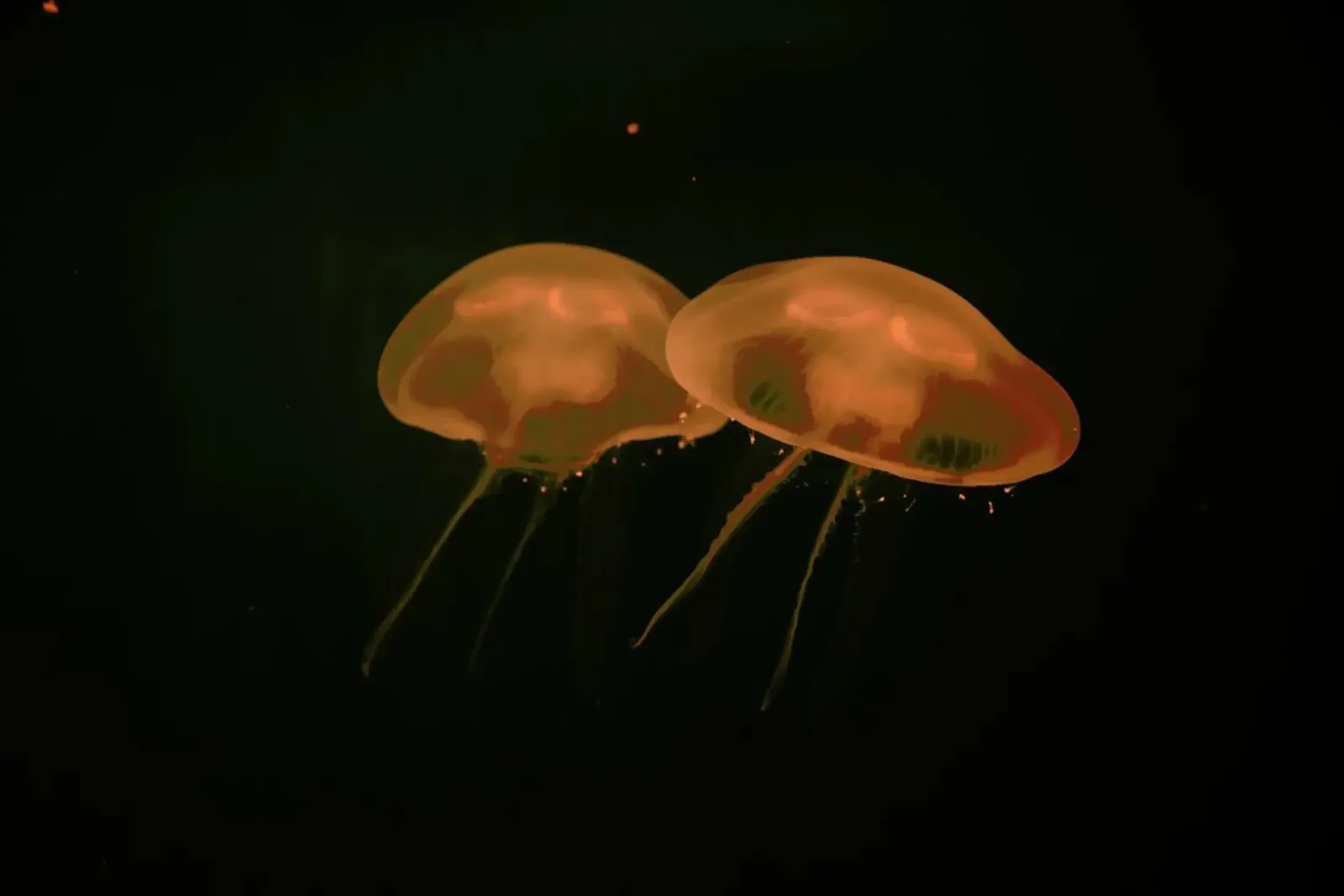 At The Aquarium #5 pellicola backlit da Tal Paz-Fridman