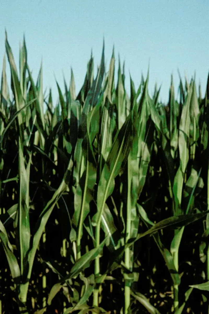 Analog Series Corn Fields metacrilato de Sebastian Hilgetag