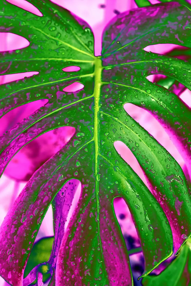 Monstera Leaf Pink poster with aluminum frame by adrianooliveiraphoto