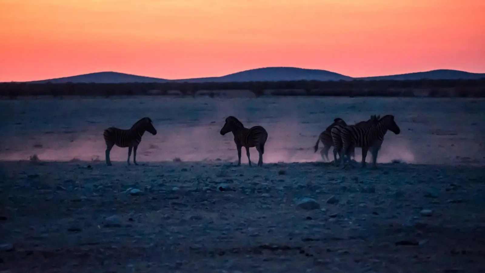 cavallo in zebre al tramonto pellicola backlit da Horsire