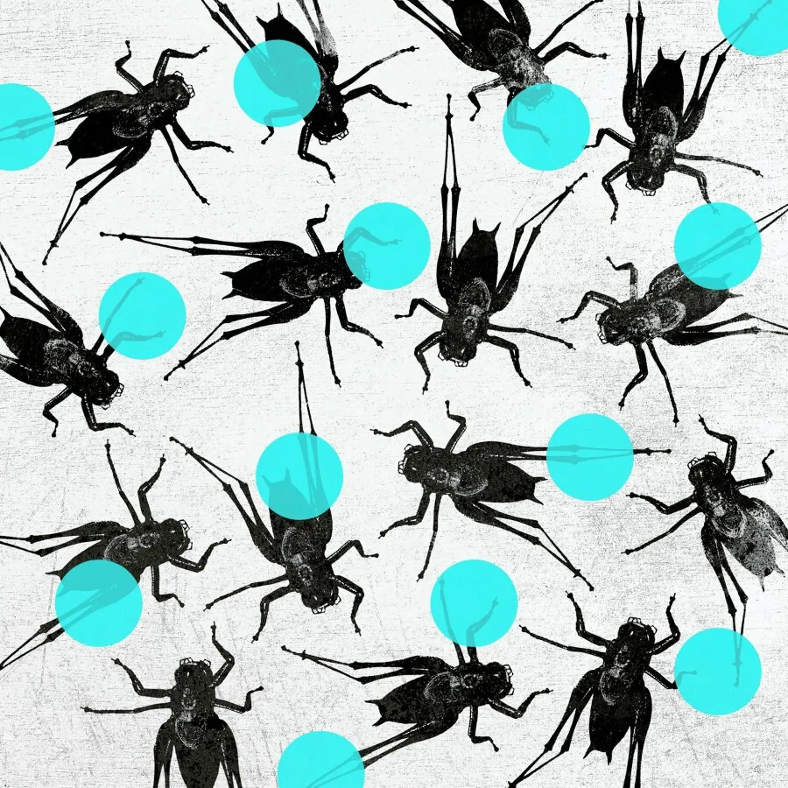 Grasshoppers and Dots pellicola backlit da Elisabeth Fredriksson