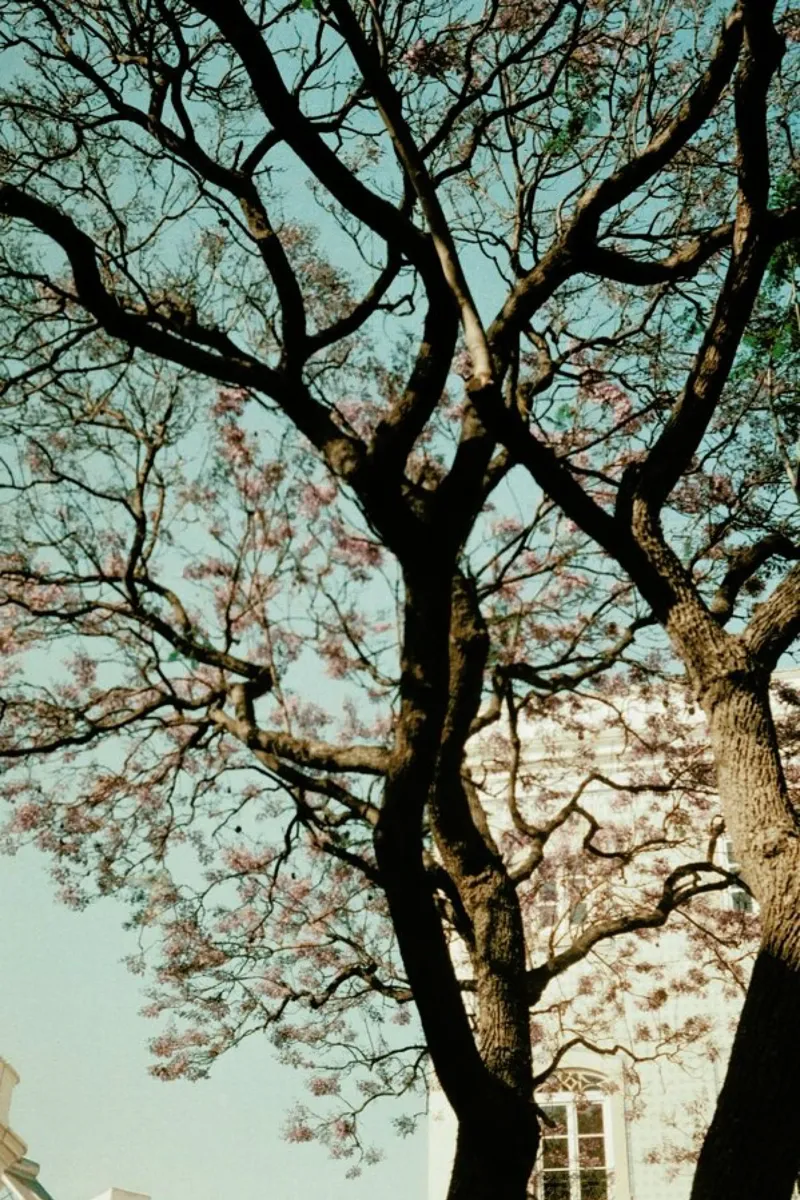 Analog Series The Tree In The City alluminio dibond da Sebastian Hilgetag