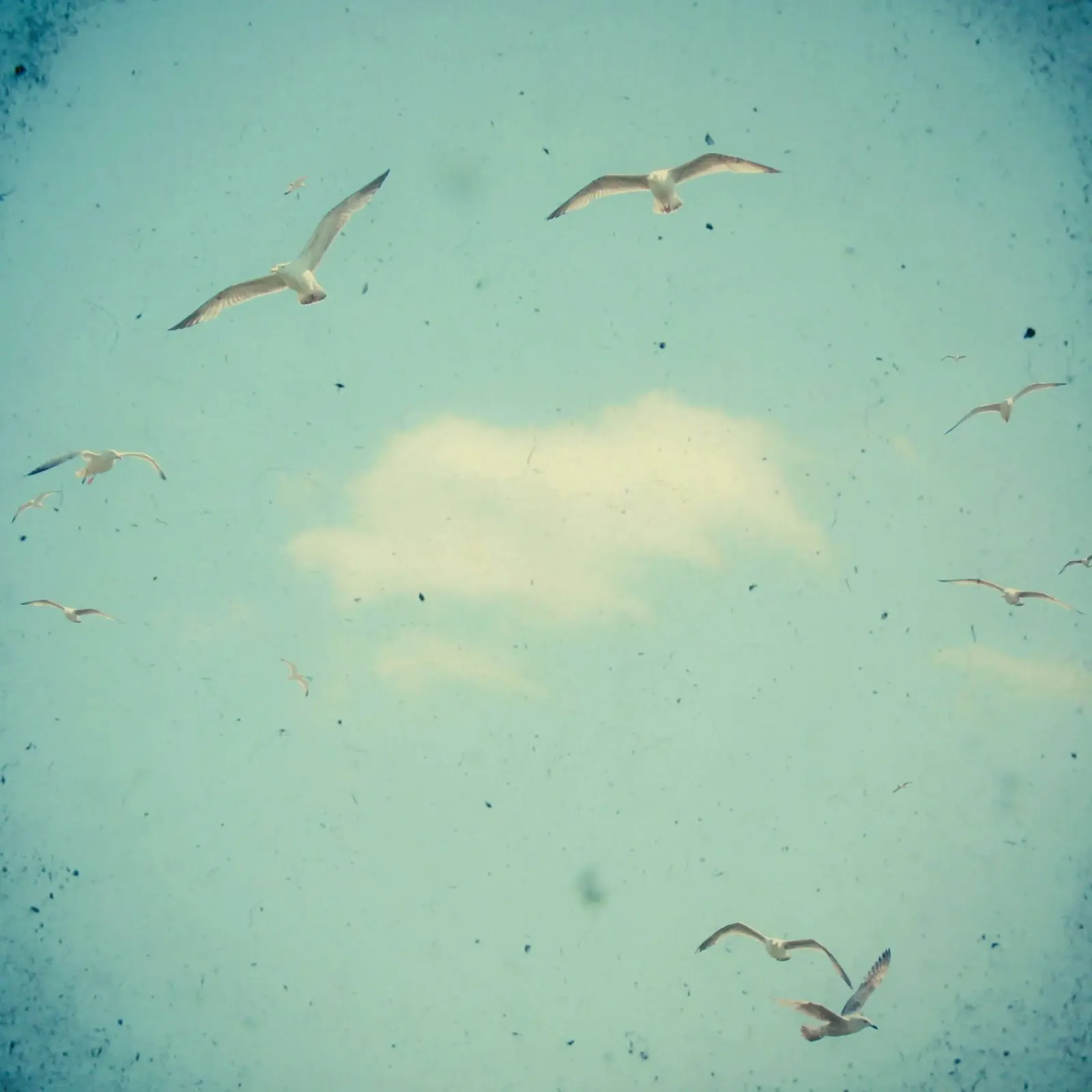 Circle of Birds canvas by Cassia Beck Photography