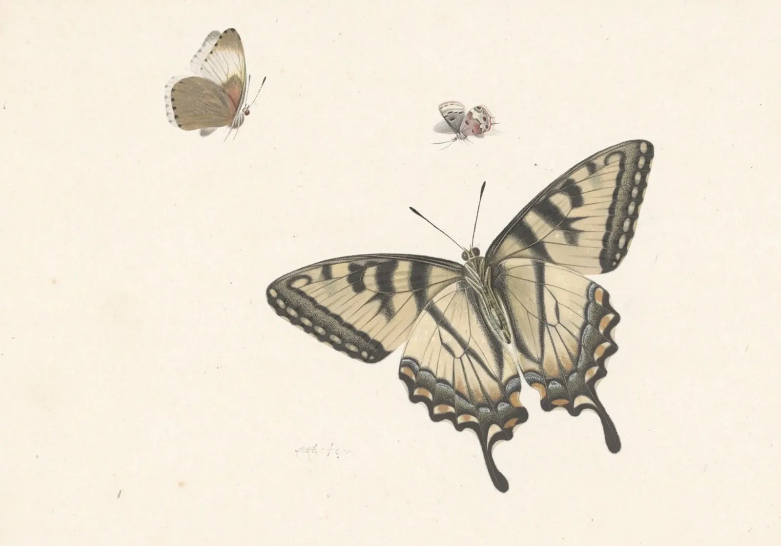 Farfalla coda di rondine: Studio naturalistico d'epoca, Botanica A pellicola backlit da ClubArt