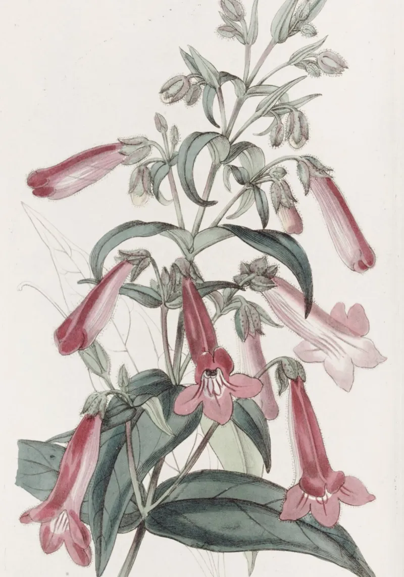 Botanische kunst: Penstemon Elegance Bloemenprint canvas met Baklijst van ClubArt