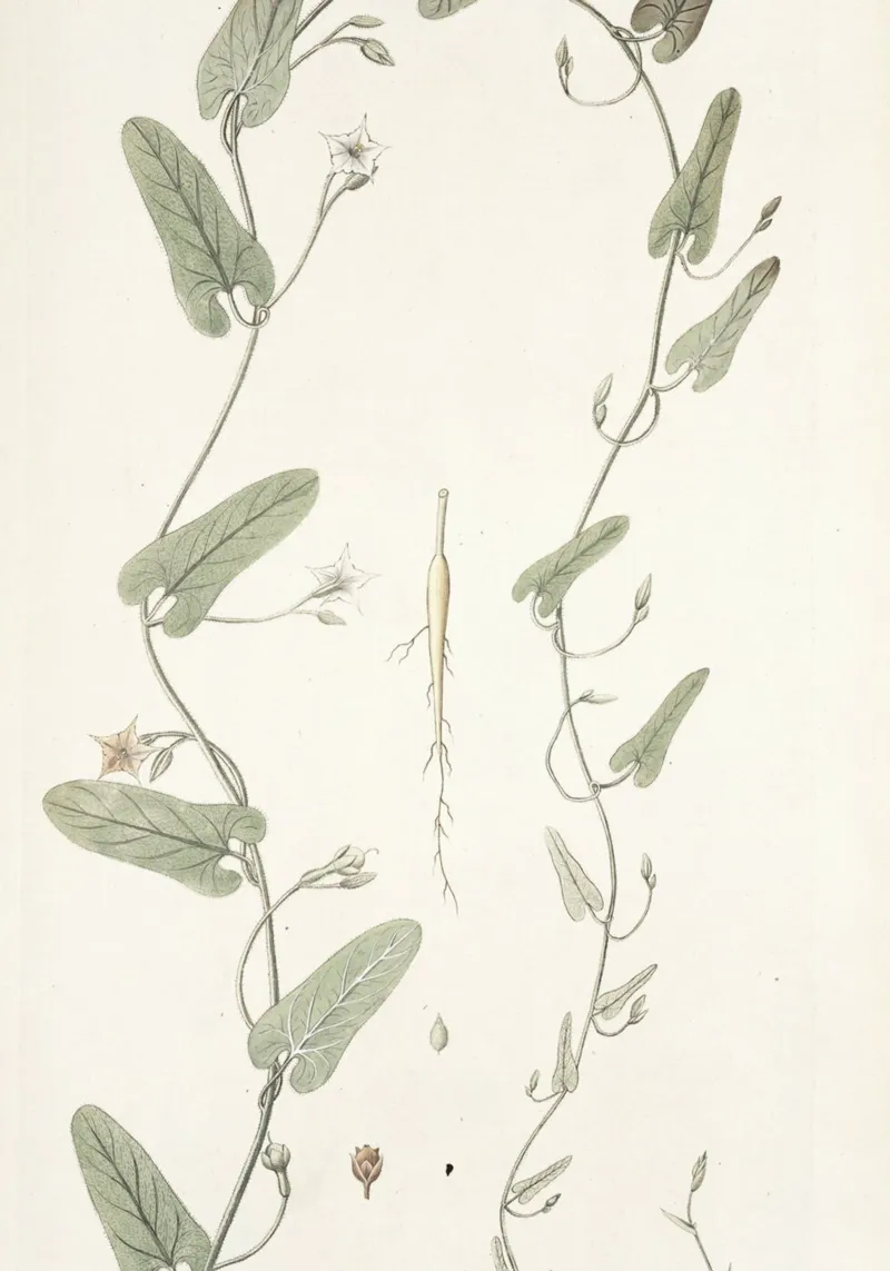 Botanica d'epoca: illustrazione anatomica della pianta di convolvolo poster con telaio in plastica da ClubArt