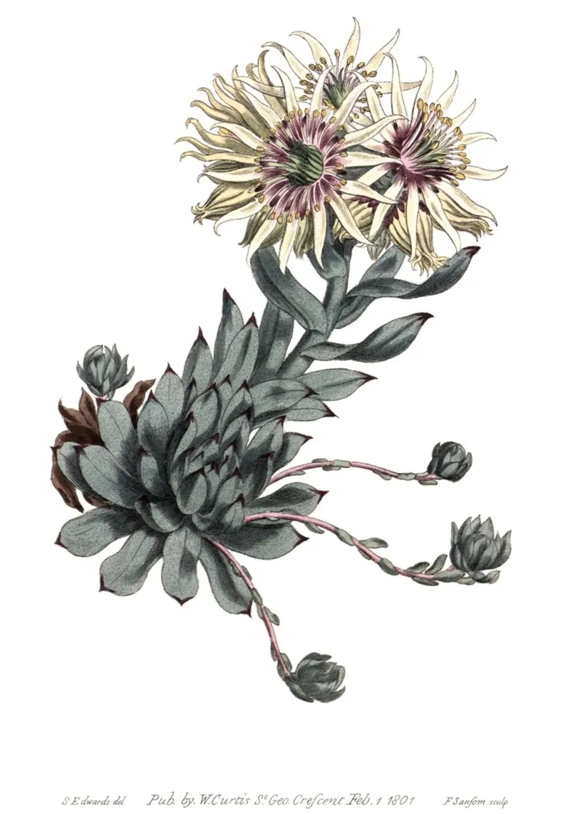 S. Edwards Botanical: Sempervivum Succulent (1801) Print canvas van ClubArt