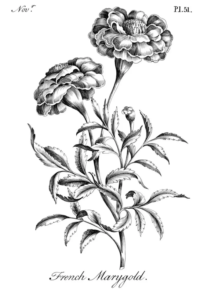Incisione botanica d'epoca: Fiore di calendula francese tela con Cornice a cassetta da ClubArt