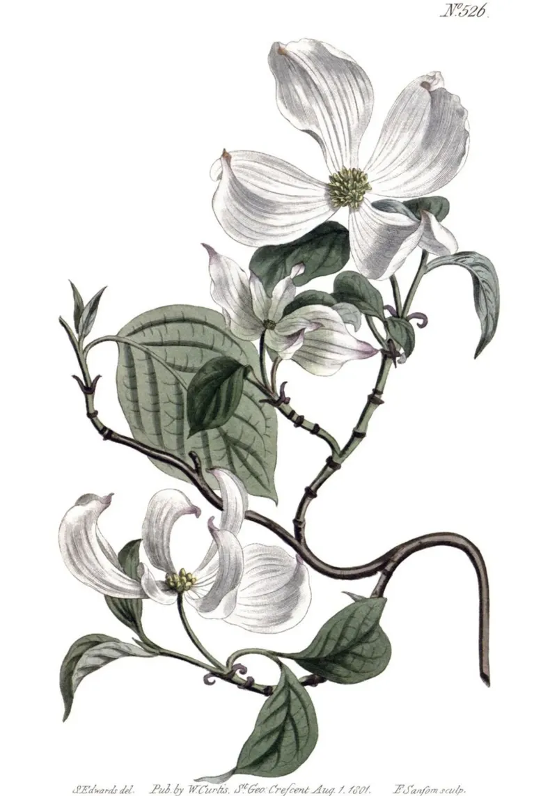 S. Edwards Botanical: Ramo di corniolo in fiore (1801) pellicola backlit da ClubArt