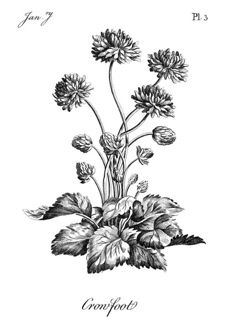 Incisione botanica d'epoca: Fiore "piede di porco" (gennaio '7) tela con Cornice a cassetta da ClubArt
