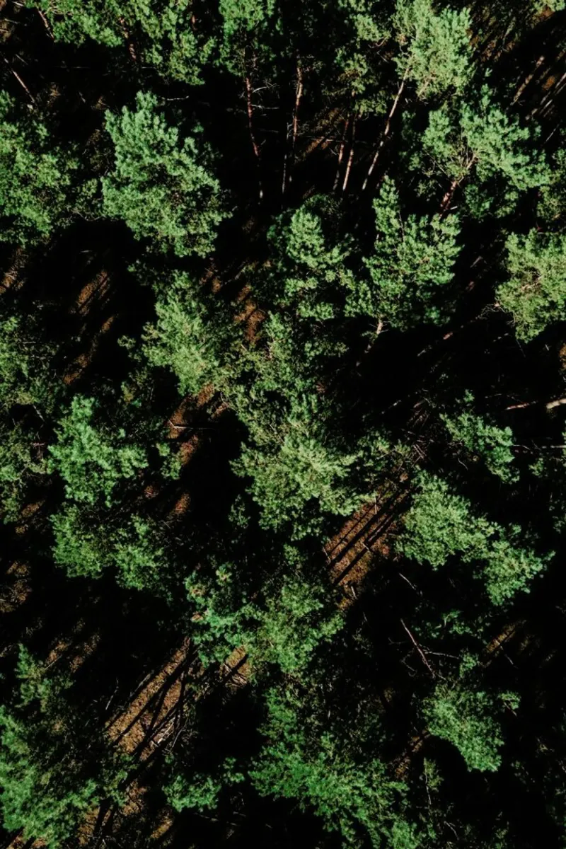 Just A Bunch Of Trees pellicola backlit da Sebastian Hilgetag