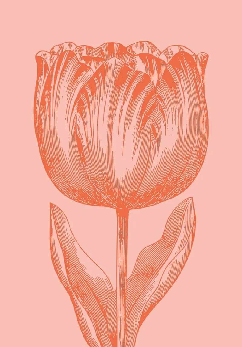 Elegante linea d'arte Tulipano Corallo Rosa Floreale Botanico poster con telaio in plastica da FlowersShop